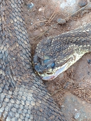 Crotalus durissus
