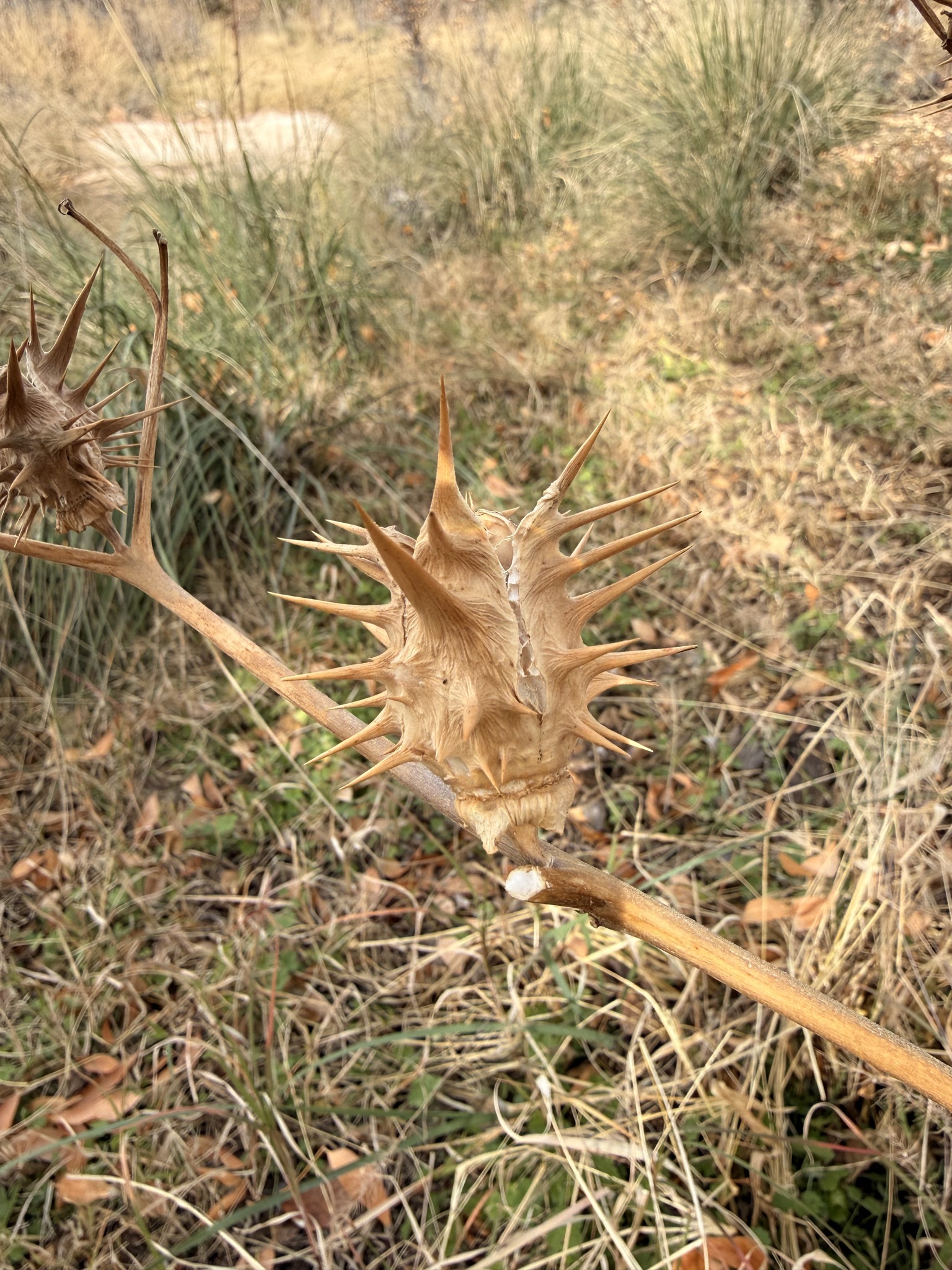 Oak-Leaved Thorn-Apple (Datura quercifolia)