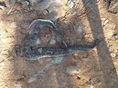 Crotalus durissus