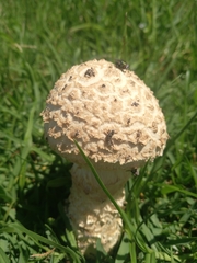 Saproamanita foetidissima