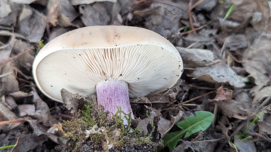 Collybia personata · December 2025 · photo: © rudolphous (iNaturalist, cc-by)