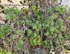 Podonosma orientalis