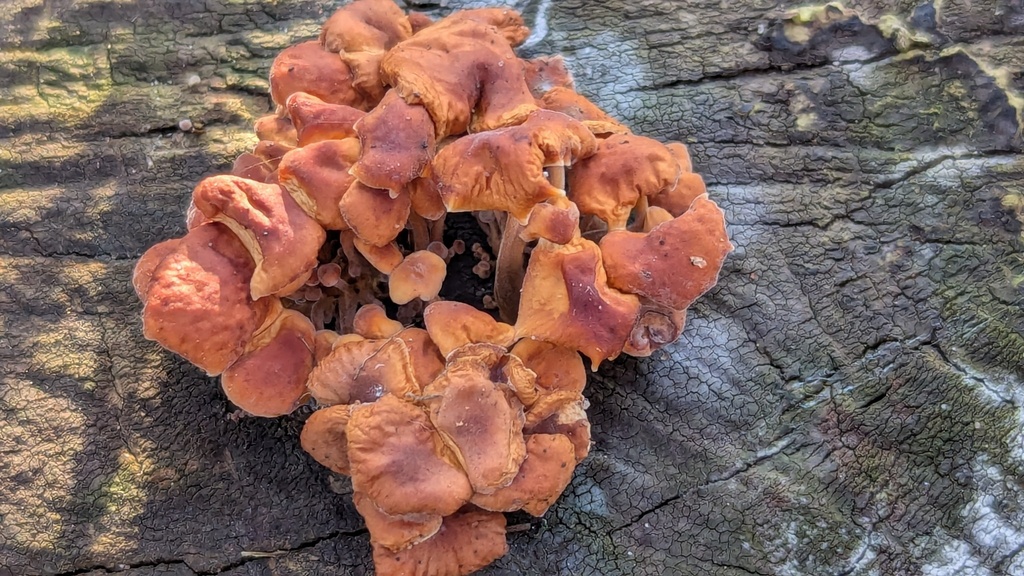 Flammulina velutipes · December 2025 · photo: © rudolphous (iNaturalist, cc-by)