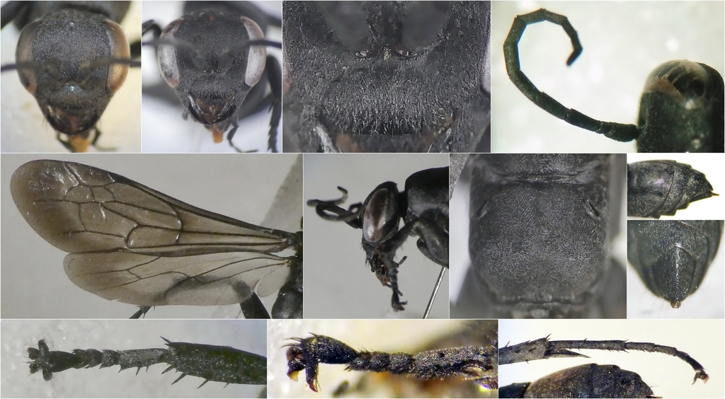 Entomobora crassitarsis