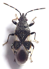 Oxycarenus luctuosus