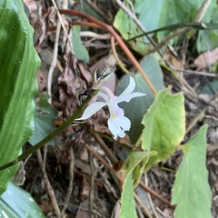 Calanthe arisanensis