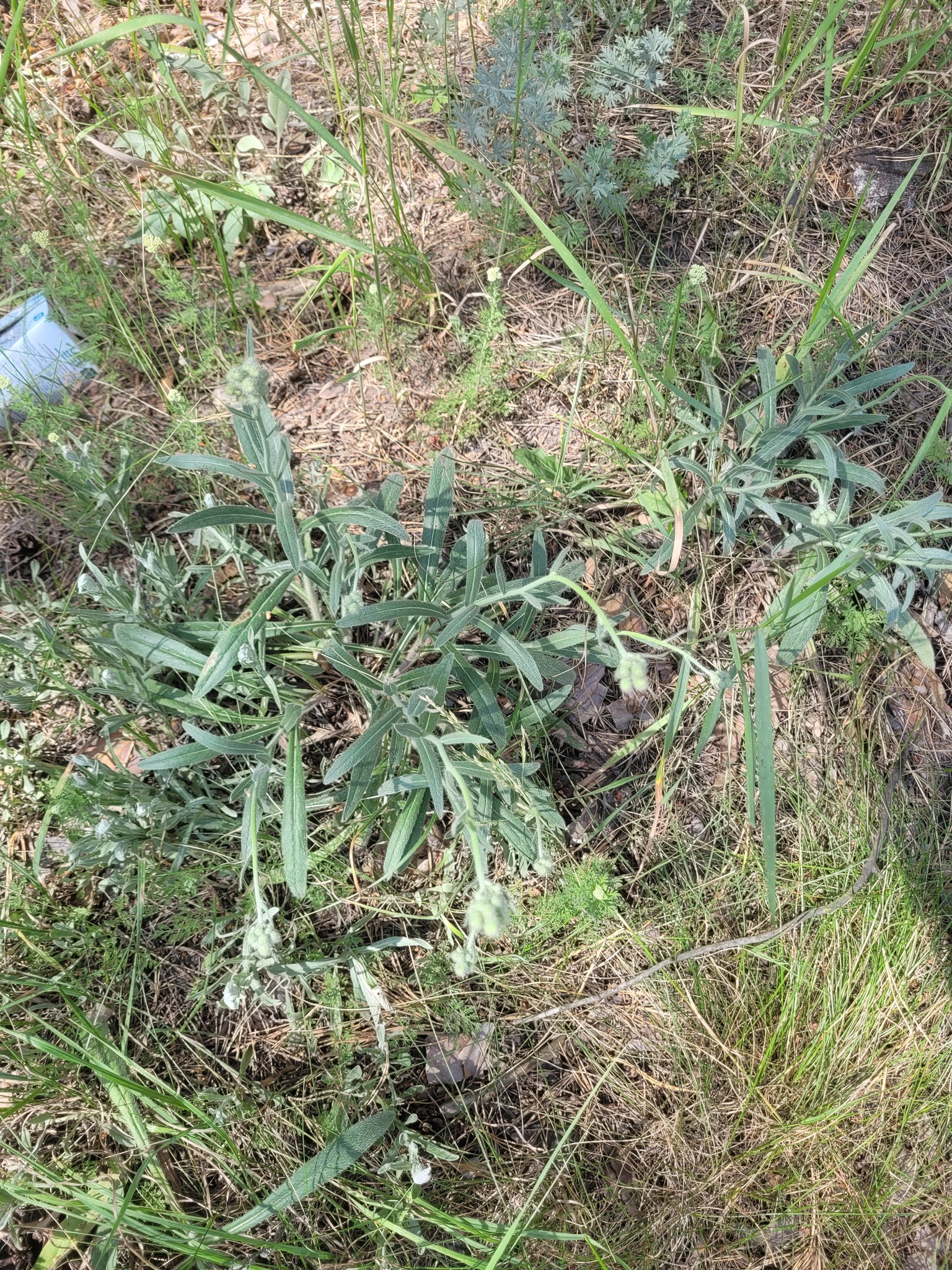 Bugloss Mouse-Ear Hawkweed (Pilosella echioides)