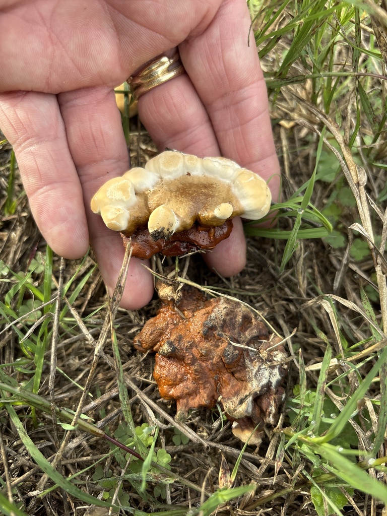 Ganoderma sessile · December 2025 · photo: © sambiology (iNaturalist, cc-by)