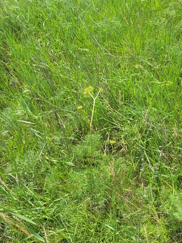 Pepper-saxifrage (Silaum silaus)