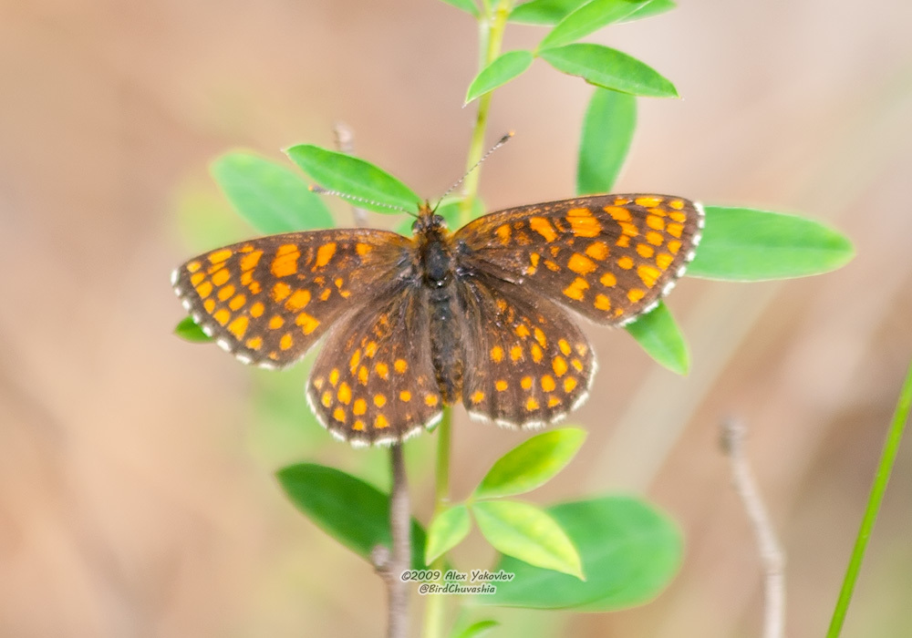 Melitaea from Шемуршинский р-н, Чувашская Респ., Россия on July 9, 2009 ...