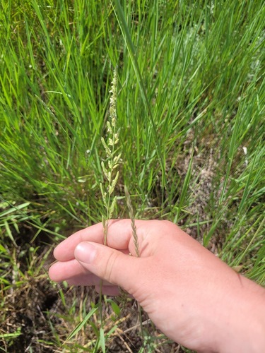 European slough-grass (Beckmannia eruciformis)