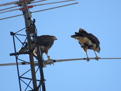 Parabuteo unicinctus
