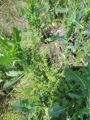 Narrow-leaved Pepperwort (Lepidium ruderale)