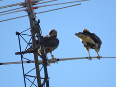 Parabuteo unicinctus
