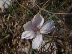 Linum suffruticosum