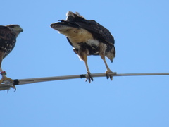 Parabuteo unicinctus