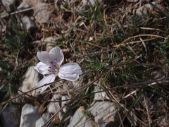 Linum suffruticosum