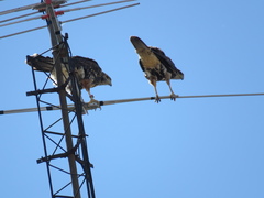 Parabuteo unicinctus