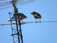 Parabuteo unicinctus