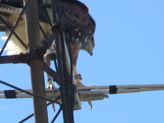 Parabuteo unicinctus