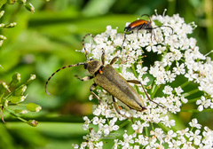Lepturobosca virens