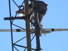 Parabuteo unicinctus