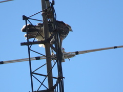 Parabuteo unicinctus