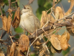 Prinia lepida