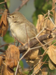 Prinia lepida