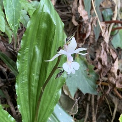 Calanthe arisanensis