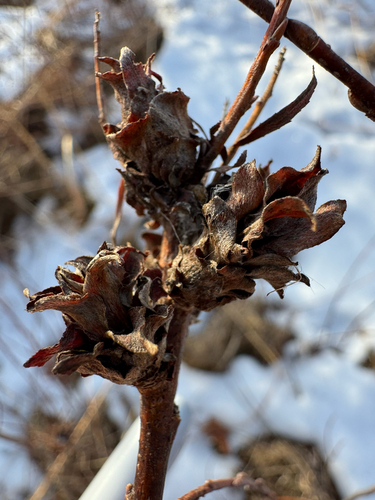 Unknown species found near E Clarkston Rd, Oakland, MI, US