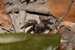 Coremiocnemis tropix