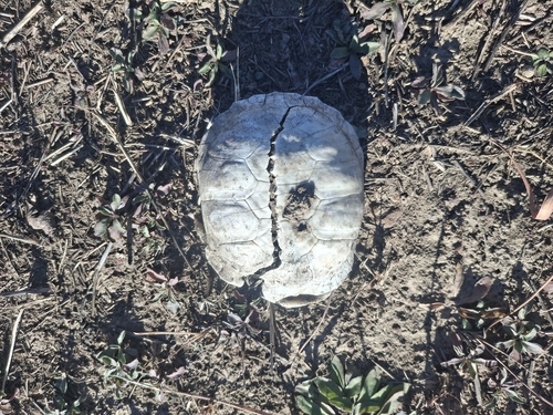 Ornate Box Turtle observed by dylanfrom785