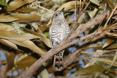 Chrysococcyx minutillus