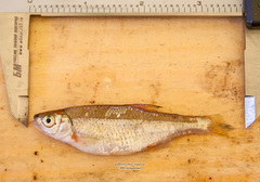 Alburnoides rossicus