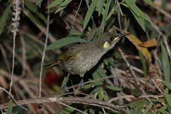 Meliphaga notata