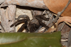 Coremiocnemis tropix