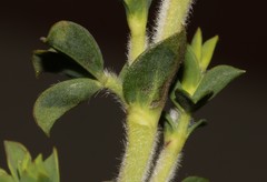 Polhillia involucrata