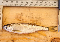 Leucaspius delineatus