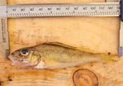 Gymnocephalus cernua