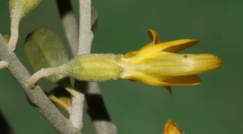 Image of Calobota pungens by (c) Brian du Preez, some rights reserved (CC BY-SA)