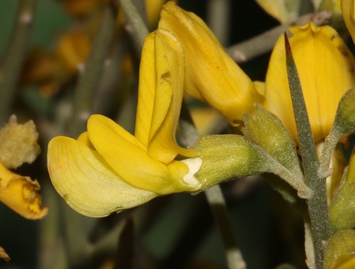 Image of Calobota pungens by (c) Brian du Preez, some rights reserved (CC BY-SA)