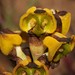 Spectacle Monkshood - Photo (c) Brian du Preez, some rights reserved (CC BY-SA), uploaded by Brian du Preez