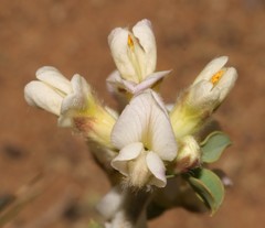Polhillia involucrata