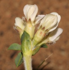 Polhillia involucrata