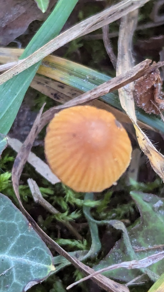 Galerina clavata · December 2025 · photo: © rudolphous (iNaturalist, cc-by)
