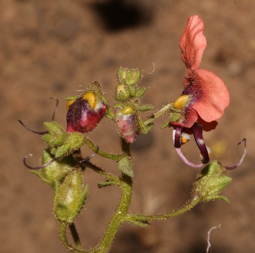 Image of Alonsoa unilabiata by (c) Brian du Preez, some rights reserved (CC BY-SA)
