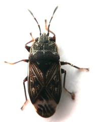 Dilompus woodwardi