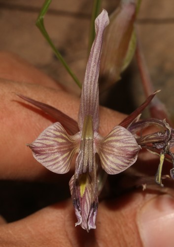 Image of Gladiolus ceresianus by (c) Brian du Preez, some rights reserved (CC BY-SA)