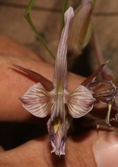 Gladiolus ceresianus